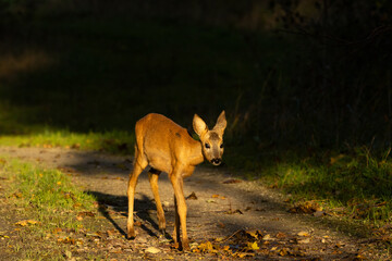 Young Roe deer walking on a small dirt path on an autumn evening in rural Estonia, Northern Europe