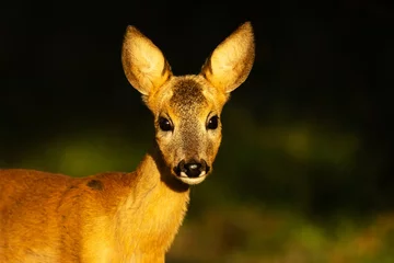 Foto op Plexiglas Closeup portrait of a young Roe deer in a boreal forest in Estonia, Northern Europe  © adamikarl