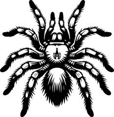 Arizona Blonde Tarantula