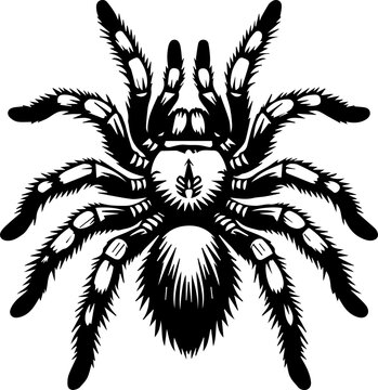 Arizona Blonde Tarantula