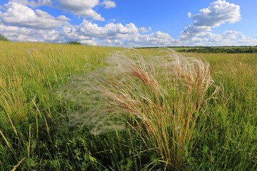 feather grass on meadow - 758957394