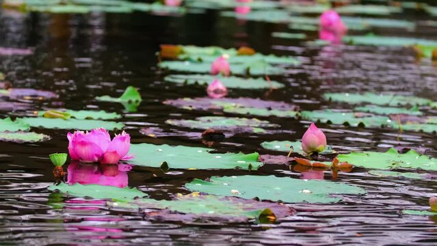 Pond with lotuses and fish. Water lily close up. Sacred lotus flower in Buddhism. Calmness and tranquility. Spa treatments, yoga, meditation. Tropical nature.