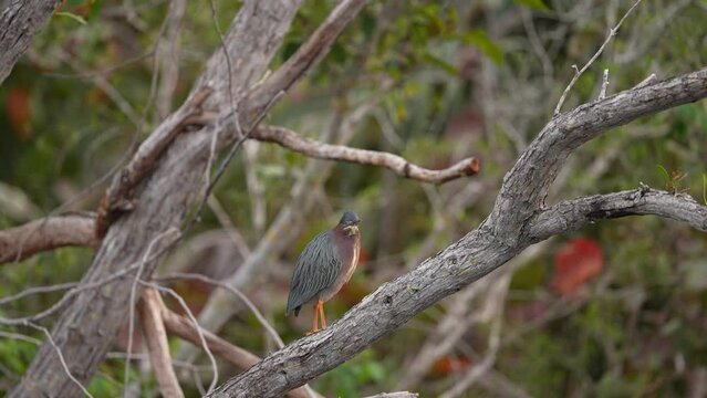 Green heron (Butorides virescens) is a small heron of North and Central America. This one is hunting in a mangrove swamp along a coastal saltwater marsh in Florida. Slow motion