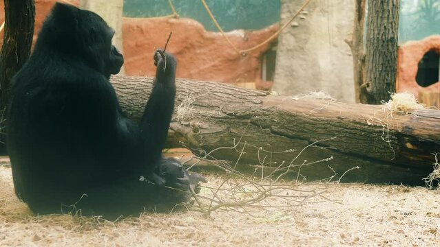 Mom gorilla eats breakfast, baby gorilla plays at her feet