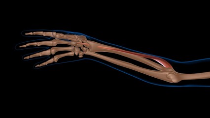 human female muscle anatomy for medical concept 3d rendering