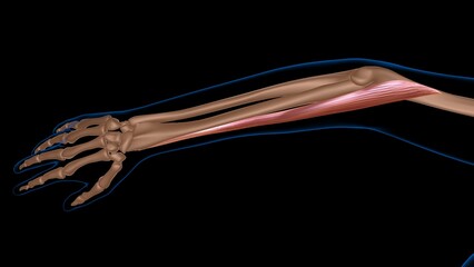 human female muscle anatomy for medical concept 3d rendering