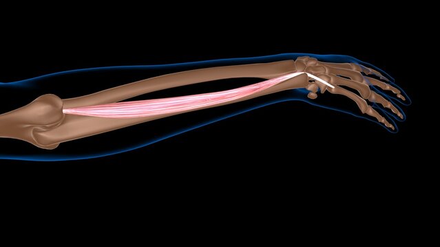 human female muscle anatomy for medical concept 3d rendering