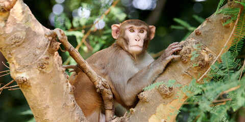 Cute little monkey sits on tree trunk in public indian park against green plants backdrop and looks curiously at camera, symbolizing harmonious coexistence between wildlife and park environment