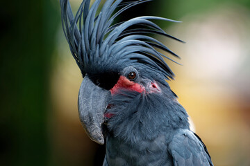 A male great black cockatoo (Probosciger aterrimus)