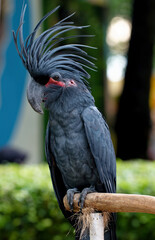 A male great black cockatoo (Probosciger aterrimus)
