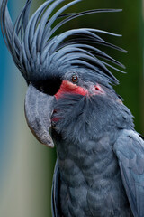 A male great black cockatoo (Probosciger aterrimus)