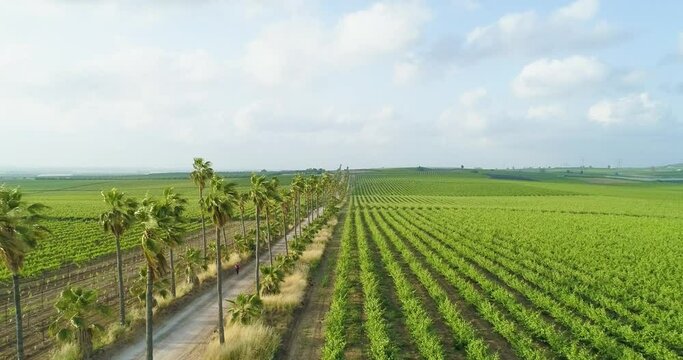 Aerial view of beautiful vineyards in the countryside, Central District, Israel.