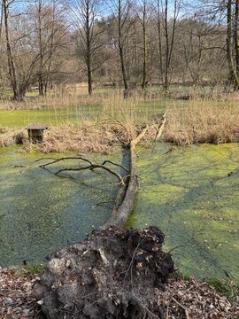 biesenthal, brandenburg