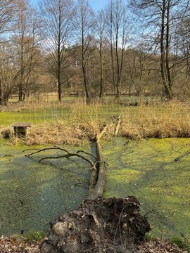 biesenthal, brandenburg, barnim, moor, natur, entengr&uuml;tze