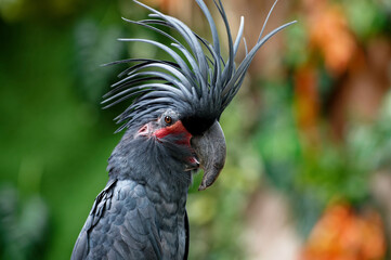 animal, aterrimus, australia, background, beak, beautiful, beauty, bird, black, closeup, cockatoo,...
