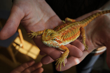 The agama lizard is a bearded dragon.
The bearded dragon is a mottled orange color. - obrazy, fototapety, plakaty
