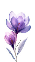 Purple crocus on white background. Minimalistic illustration.