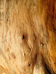texture of an old tree without bark
