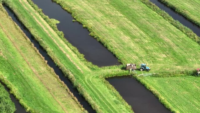 Aerial view of tractor and trailer transporting cows to their fields, Oukoop, Reeuwijk, Zuid-Holland, Netherlands