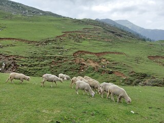 Fototapeta premium sheep in the mountains