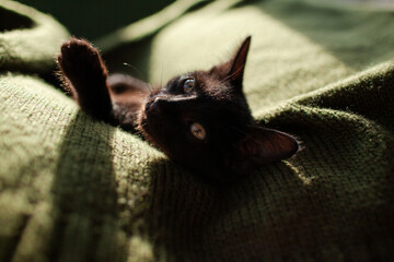A black little cat is lying on a knitted green sweater against the background of sunlight from the...