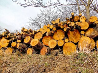Sawed logs of fruit trees lie in the spring garden