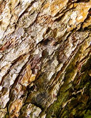 texture of the bark of an old pear