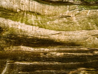 Texture of an old fruit tree