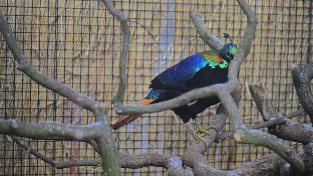 Himalayan monal (Lophophorus impejanus)