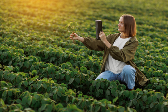 Smart farming soybean technology. Smiling female farmer with digital tablet uses for examine and check soya plants in field. Modern agribusiness of control of growth and development of sprouts