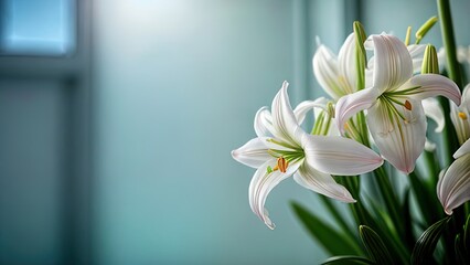 white artificial lilly flower on the blue background - obrazy, fototapety, plakaty