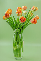 Bright orange tulips on a pastel green background. Festive concept for Mother's Day or Valentine day