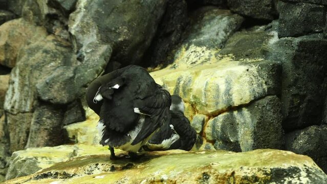 Common murre or common guillemot (Uria aalge)