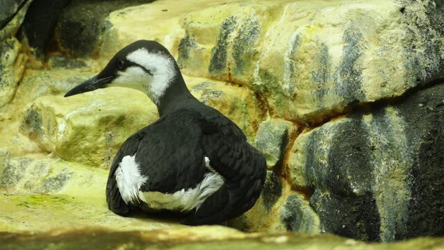 Common murre or common guillemot (Uria aalge)