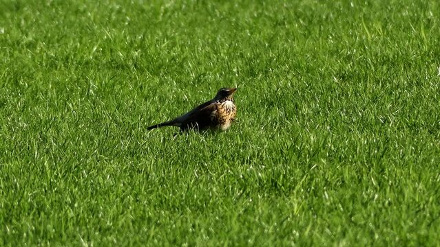 FieldFare walks on green lawn. The fieldfare (Turdus pilaris) is a member of the thrush family Turdidae. It breeds in woodland and scrub in northern Europe and across the Palearctic.
