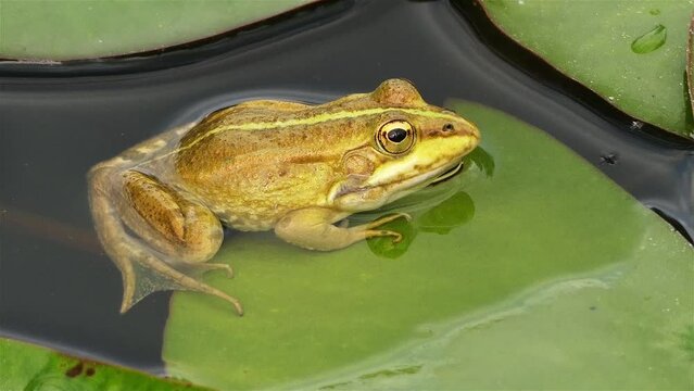 Marsh frog (Pelophylax ridibundus) is the largest frog native to Europe and belongs to the family of true frogs. It is very similar in appearance to the closely related edible frog and pool frog.