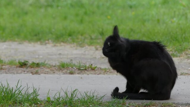 Black pet cat walking on green grass
