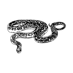 Fototapeta premium sketch of a snake with a transparent background