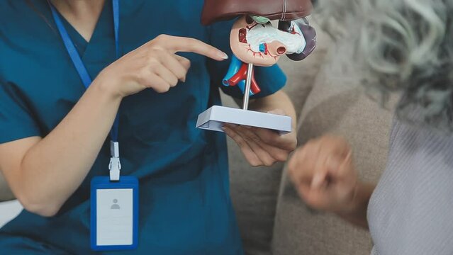 Doctor with human Pancreatitis anatomy model with Pancreas, Gallbladder, Bile Duct, Duodenum, Small intestine. Pancreatic cancer, Acute and Chronic pancreatitis, Digestive system and Health concept