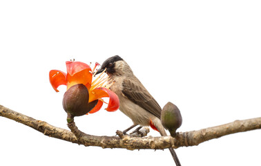 A sooty headed bulbul eating kapok flowers. Solid white background.