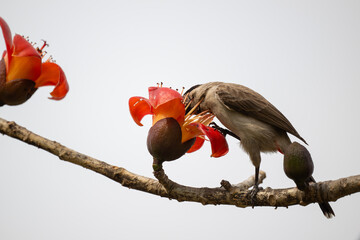 A sooty headed bulbul eating kapok flowers. 
