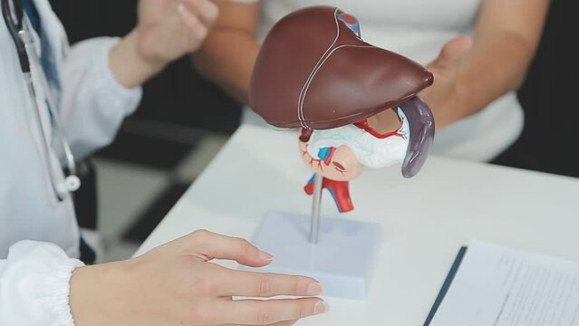 Doctor with human Pancreatitis anatomy model with Pancreas, Gallbladder, Bile Duct, Duodenum, Small intestine. Pancreatic cancer, Acute and Chronic pancreatitis, Digestive system and Health concept