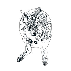 Sketch of a kangaroo with a transparent background