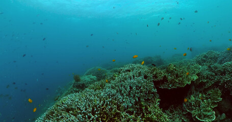 Fototapeta na wymiar Coral underwater landscape. Fish and coral reefs under the sea.