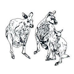 Sketch of a kangaroo with a transparent background