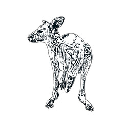 Sketch of a kangaroo with a transparent background