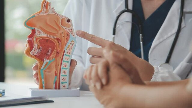 Doctor with human Pancreatitis anatomy model with Pancreas, Gallbladder, Bile Duct, Duodenum, Small intestine. Pancreatic cancer, Acute and Chronic pancreatitis, Digestive system and Health concept