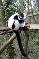 Vari noir et blanc - Maki noir et blanc - Lémurien de Madagascar -ph1