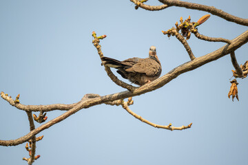 A spotted dove standing on kapok branches.