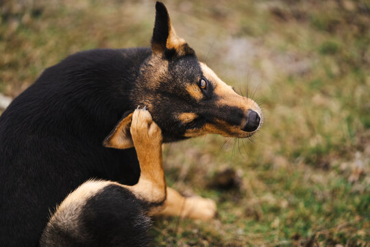 An funny dog scratching body outdoor on the grass field, self hygiene in wildlife 